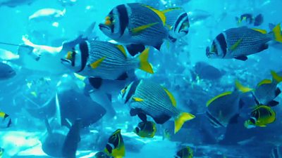 Fish at Lost Chambers Aquarium at Dubai’s Atlantis The Palm