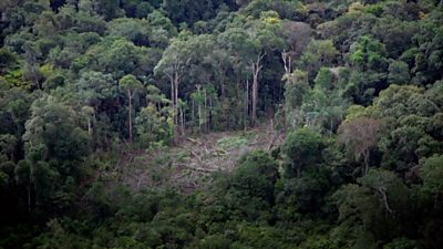 A severe drought in South America is due in part to deforestation in the Amazon jungle.
