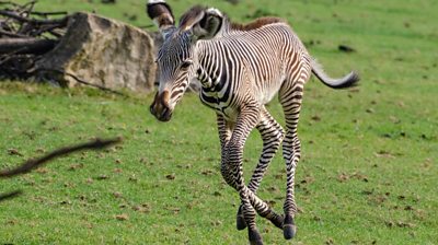 Baby zebra