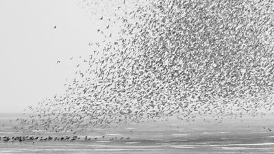 The display of knot in Norfolk only happens at very high tide during autumn or early spring.