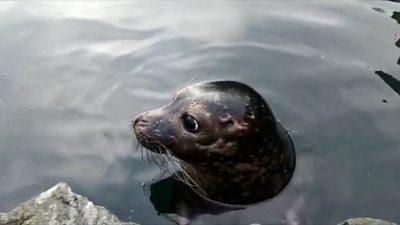 Seal pup