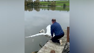 The moment the swan was released into the water