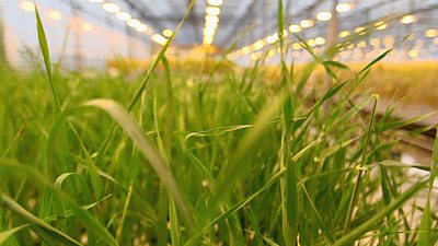 Genetically modified barley in a greenhouse
