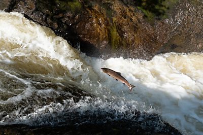 a salmon jumps in a river