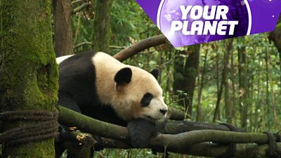 A panda on a tree with the your planet logo