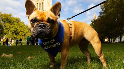 Sir David Amess' dog Vivienne wins Westminster Dog of the Year Competition