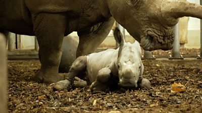 A baby rhinocoras