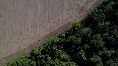 Forest next to an area of deforestation in the Amazon
