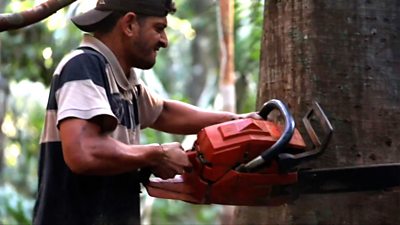Miguel, a logger in the Amazon