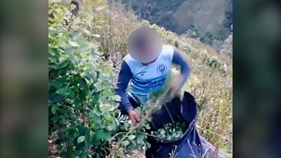 Screenshot of a TikTok video posted by a coca farmer in Colombia