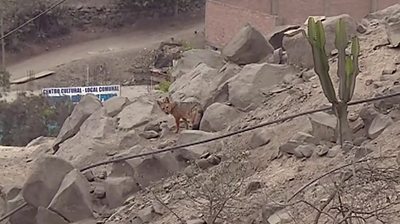 Fox bought as a dog roams residential area in Lima, Peru