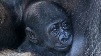 Baby gorilla at Belfast Zoo