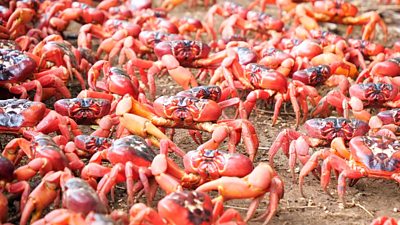 Red crabs cover Christmas Island