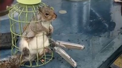 Greedy squirrel rescued from bird feeder