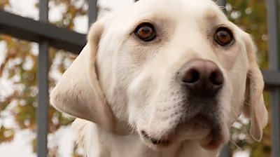 Labrador Bailey was once described as "untrainable" but turned out to be a fantastic search dog.