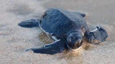 The extra help for turtles on Pakistan's beaches