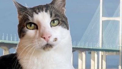 Bristol talking cat becomes online hit