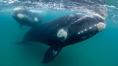 Two southern right whales underwater
