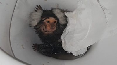 Milly the marmoset