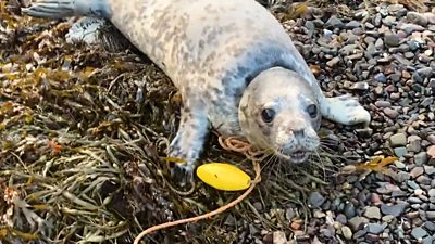 A seal has been rescued near Ullapool after getting a rope wrapped around its neck.