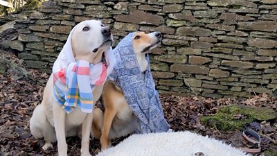 the canine Mary and Joseph