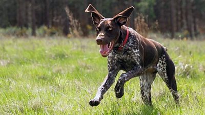 Norfolk lowland rescue dog Juno running through a field