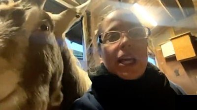 Mel Chamberlain and a goat