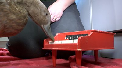 Echo the duck playing her red toy piano