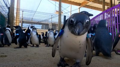 A penguin looks at the camera