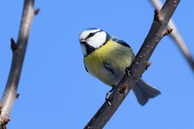 Big Garden Birdwatch: Martin finds out how the study helps