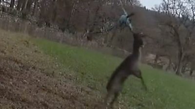 Deer tangled on a rope swing