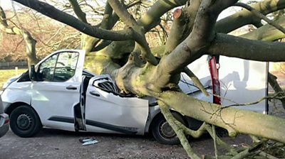 A vehicle crushed by a falling tree