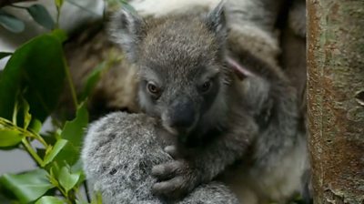 Koala joey