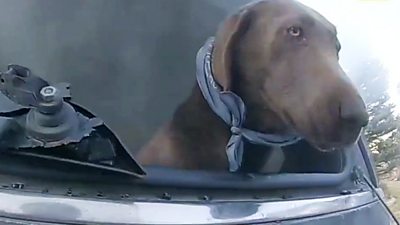 A dog sticks its head out of a burning car
