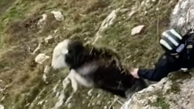 Dean Wilkins abseiled 30 metres to save the animal, but as he reached it it tried to jump