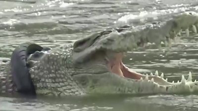 Wild crocodile with a tyre stuck around its neck