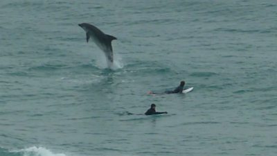 Dolphin near two surfers
