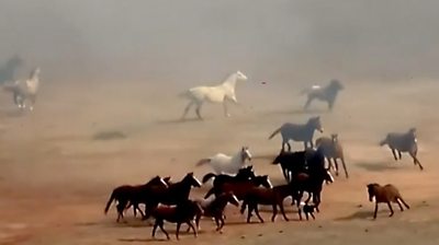 Horses flee from the smoke
