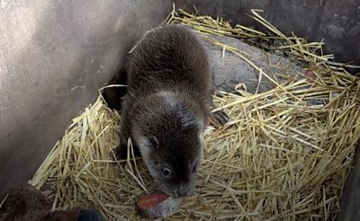 Record number of orphaned baby otters rescued last year