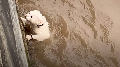 Icicle the cat in the River Bure