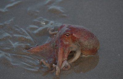 The cephalopods washed up at New Quay, in Ceredigion