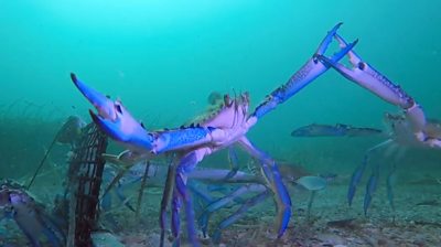 Crabs fighting over underwater bait