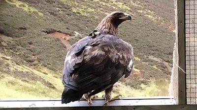 Golden Eagle