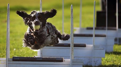 Flyball