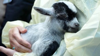 A baby goat with a doctor