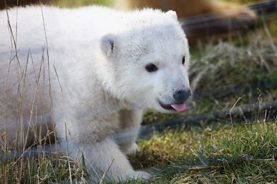 Meet Brodie - Scotland's new polar bear cub - BBC News