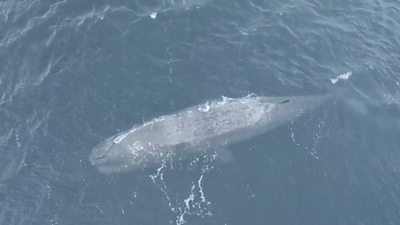 Rescue teams have successfully guided a forty-five foot sperm whale from shallow waters back into the open sea.
