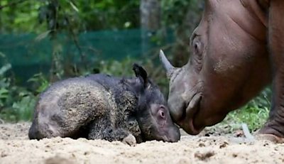 Rhino calf sat next to mother