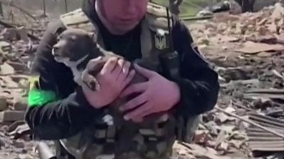 A puppy being carried by a rescue worker