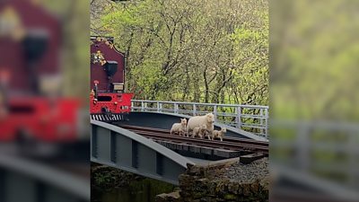 Lambs on the rail line